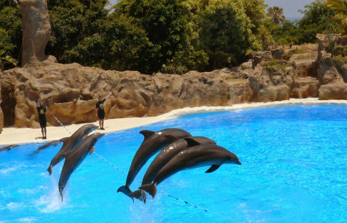 Pokaz delfinów Sharm El-Shiekh